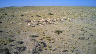 Около полусотни куланов выпустят в дикую природу Сарыесик-Атырау