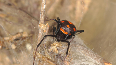 Погиб скот, пострадали люди: нашествие каракуртов наблюдается в Атырауской области