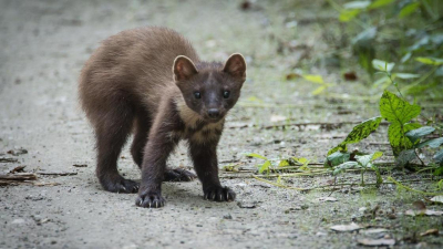 Редкого краснокнижного зверька сняли на видео в резервате на севере Казахстана