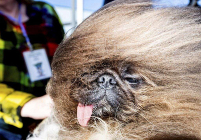 В Калифорнии выбрали &laquo;самую уродливую собаку&raquo; 2024 года