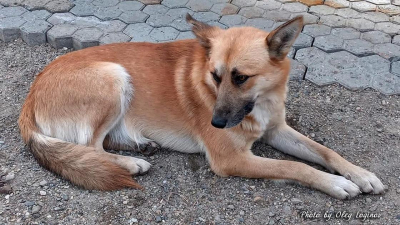 Уникального гибрида лисы и собаки вырастила семья из Усть-Каменогорска