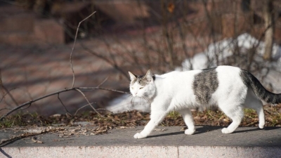 Какая погода будет в марте в Казахстане