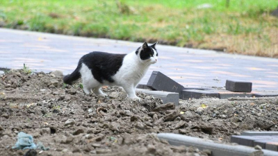 Выкинул котенка с восьмого этажа: жителя ЖК "Асыл Арман" оштрафовали на 35 тысяч тенге