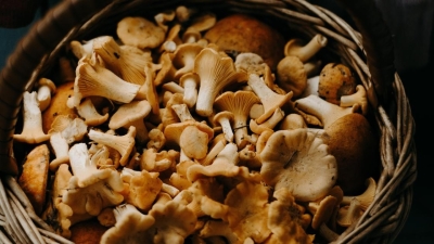 Сколько грибов и ягод можно будет собрать, чтобы не платить налог, рассказали в Минэкологии