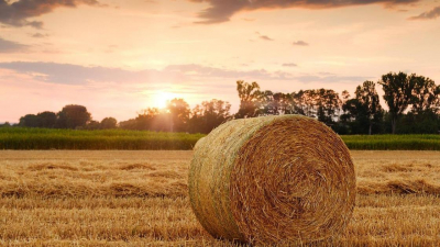 "Другого выхода нет": с последствиями летней засухи столкнулись жители области Абай