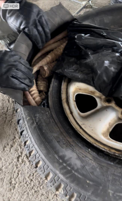 Более 200 рогов сайги пытался вывезти в "запаске" водитель внедорожника в Жетысу