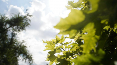 Погода в Алматы на неделю: жару до 39 градусов и несколько дождливых дней обещают синоптики
