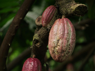 Цена на какао обвалилась на 17% за день