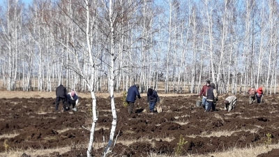 Новые лесопитомники появятся в Акмолинской области