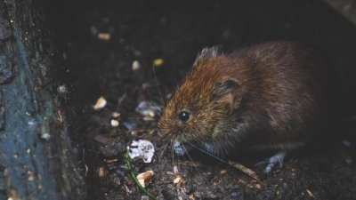 Ядовитые приманки для крыс появятся в парках и у водоемов Астаны