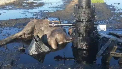 Верблюд утонул в луже нефти в Мангистау