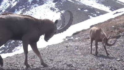 Драку двух горных козлов сняла фотоловушка в Чарынском каньоне