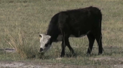 95% скотомогильников в ВКО опасны для населения