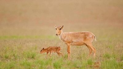 "Ничего коровам не оставляют": фермеры на западе Казахстана бьют тревогу из-за сайгаков