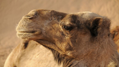 Храбрая девочка с верблюдом покорила пользователей Казнета