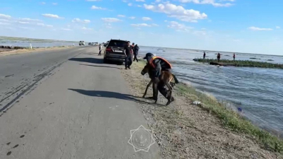 80 лошадей спасли из водного плена