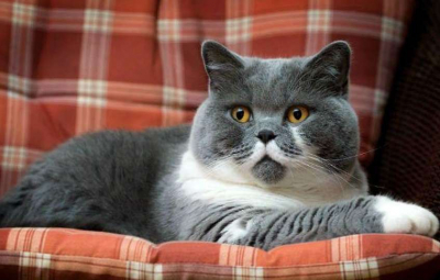 На 3 года могут посадить за кражу кота жительницу Семея