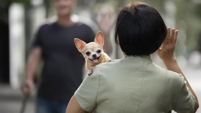 Какой штраф грозит казахстанцам за нечипированных домашних животных
