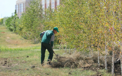 Деревья ценных пород погибают без должного полива
