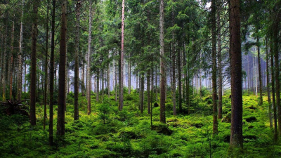Запрет на посещение леса ввели в Талдыкоргане