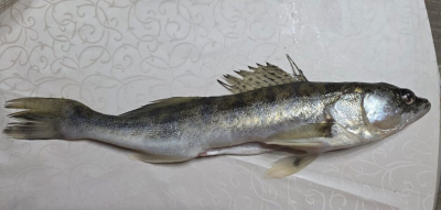 Что за чудо это рыба?