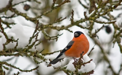 Ослабление морозов ожидается на востоке Казахстана