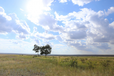 Миллиард тенге неэффективно потратили при посадке деревьев в Туркестанской области