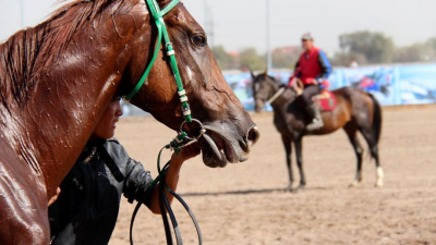 Фестиваль по национальным видам спорта стартовал в Астане