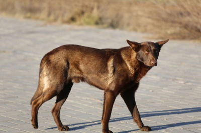 Дети и взрослые все чаще становятся жертвами &ndash; Президент о проблеме одичавших собак