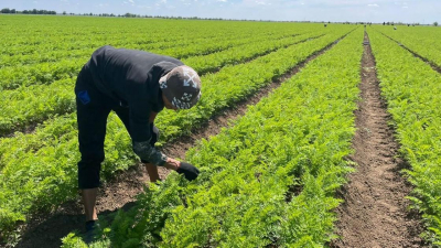 Овощеводы ЗКО расширяют возможности