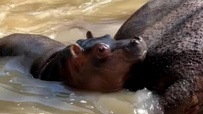 "Такая крошка": видео с двухмесячной бегемотихой в зоопарке Алматы умилило пользователей