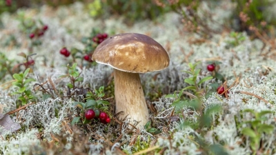 Кто в Казахстане будет платить налог за сбор ягод и грибов