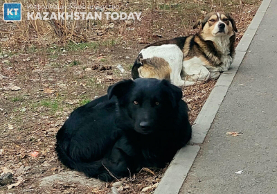 В Казахстане более чем на треть выросло количество преступлений, совершенных живодерами