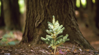 Деревья незаконно вырубили на территории школы в Алматы