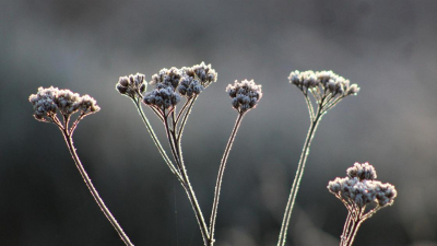Заморозки до 1-3 градусов ожидаются в Алматы в ближайшие дни