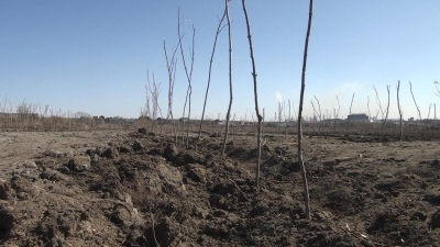 Как проходит оценка состояния зеленых насаждений в Темиртау