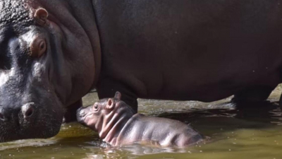 "Джамбокызы": бегемота в зоопарке Алматы назвали в честь героини мультфильма (видео)