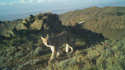 Разгуливающая в горах рысь впервые за 2 года попала в фотоловушку в Алматинской области