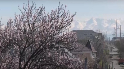Фруктовые деревья зацвели в Шымкенте из-за потепления