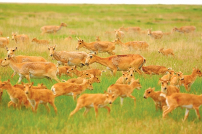 Более 1,9 миллиона особей достигло поголовье сайгаков в РК