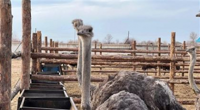 Түркістан облысында тропикалық құстар өсіріле бастады