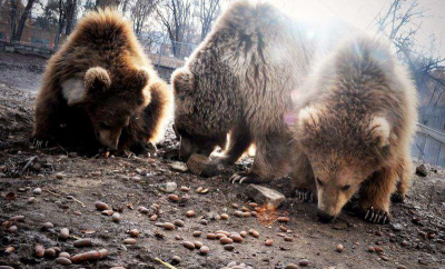 Акция алматинского зоопарка &laquo;Желудевая осень&raquo; оказалась полезна не только животным