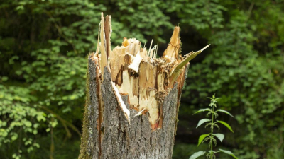 Большая ветка упала на здание районной прокуратуры в Алматы