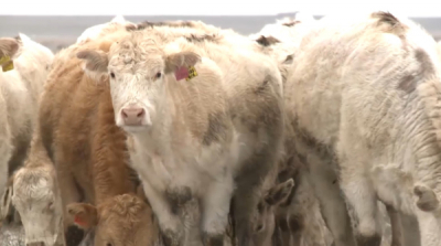 В России сняли запрет на ввоз животноводческой продукции из РК