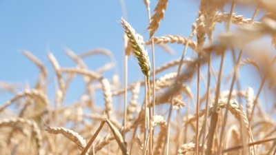 Как через Казахстан возят контрабандную российскую пшеницу, рассказали в МСХ