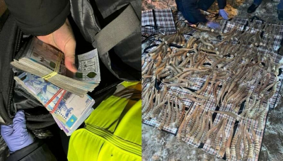 Рога сайгака на 2 млрд тенге изъяли у иностранца в Костанайской области