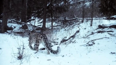 Снежного барса и архаров сняли на видео в горах Жетысуского Алатау