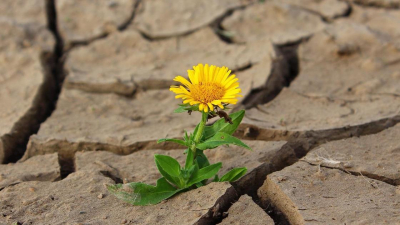 Засуху ожидают синоптики в пяти областях Казахстана