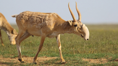 Рога и копыта: вопрос отстрел сайгаков оспаривают общественники