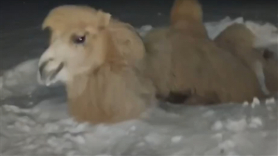 Верблюд упал в колодец на космодроме "Байконур"